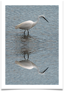 MIRRORED LITTLE EGRET 2.jpg - Jan and Steve Hodson